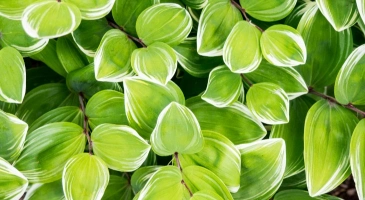 Green leaves